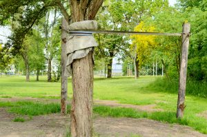Read more about the article What Is Tree Cabling and Bracing?