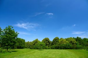 Read more about the article How Summer Heat Affects Tree Health