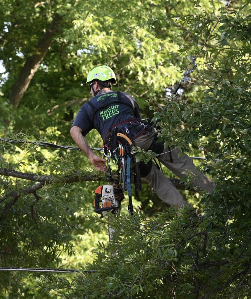 Hiring a Certified Arborist: Protecting Your Trees and Your Peace of Mind 2