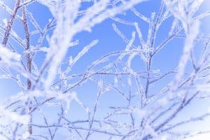 Read more about the article Winter Tree Care: Essential Tips to Protect Your Trees from Winter Damage