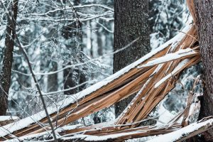 Read more about the article Dealing with Winter Storm Damage