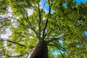 Read more about the article Understanding Tree Risk Assessments and the Importance of TRAQ
