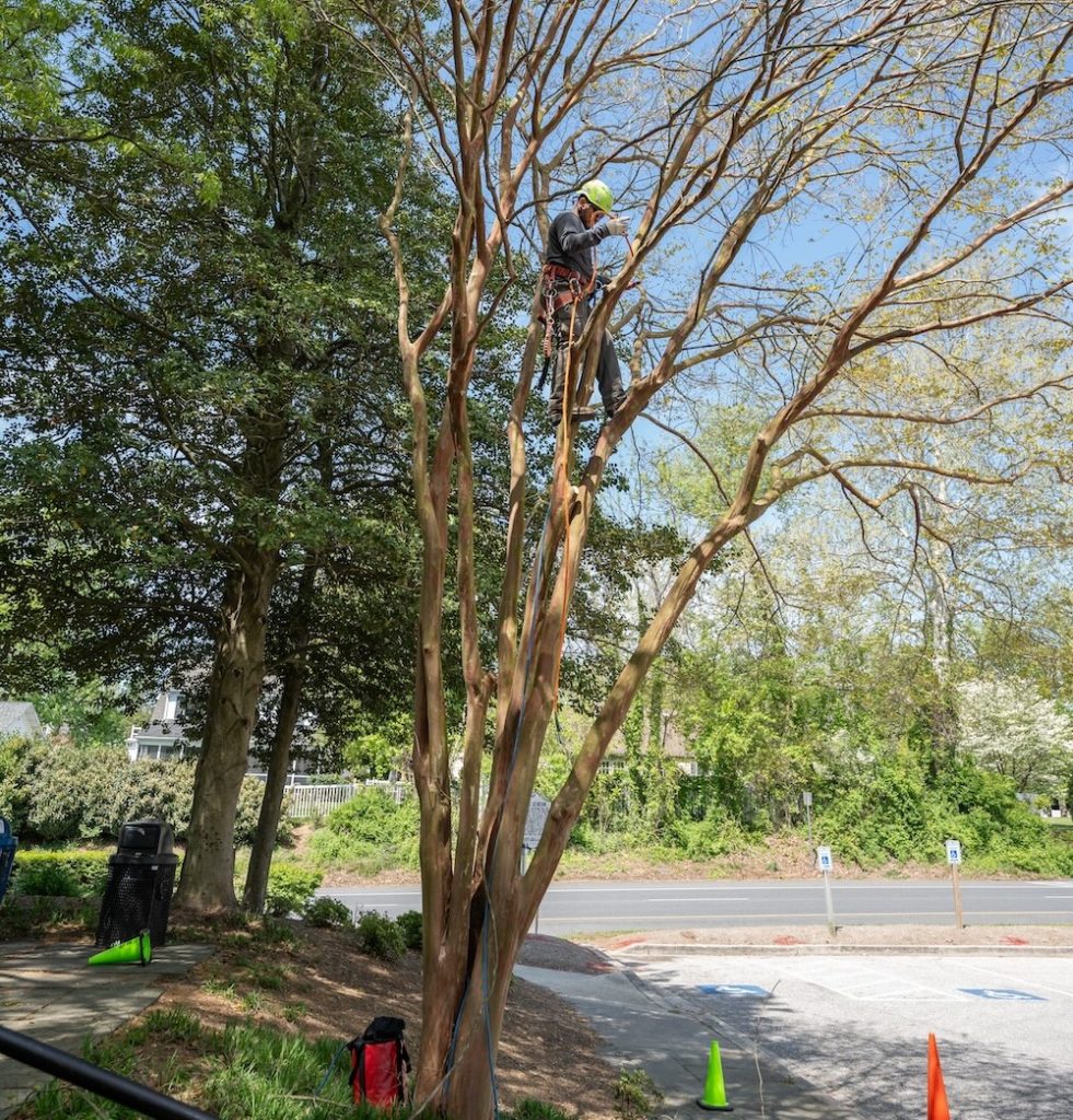 Hiring a Certified Arborist: Protecting Your Trees and Your Peace of Mind 1