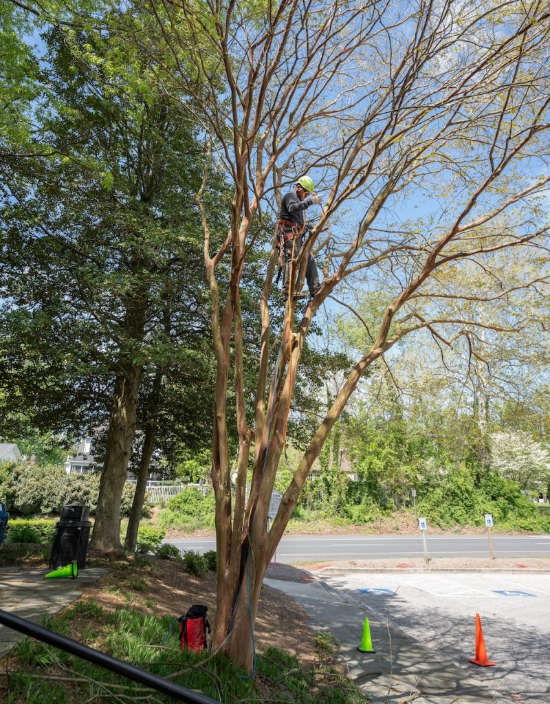 arborist tree care