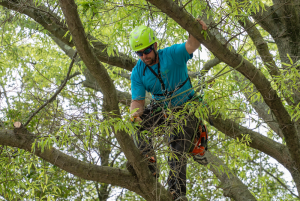 Read more about the article Hiring a Certified Arborist: Protecting Your Trees and Your Peace of Mind