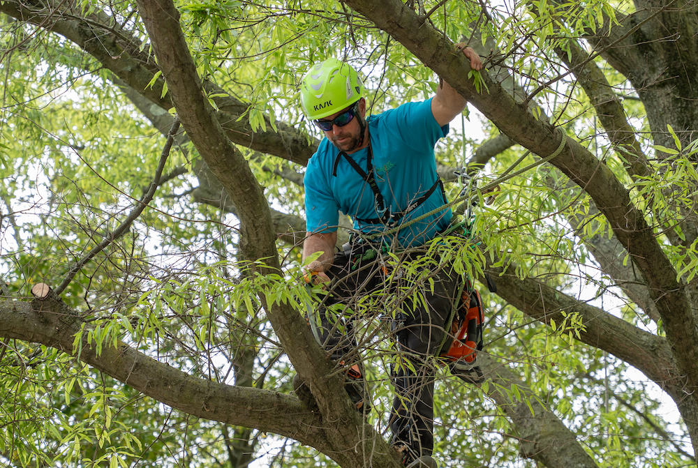 arborist tree care