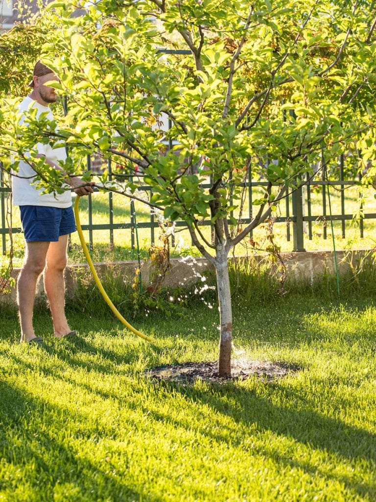 pleasant trees employee waters an apple tree with a hose