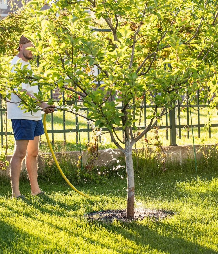 proactive tree care