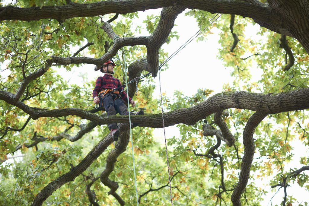 tree pruning