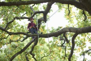 Read more about the article The Essential Art of Tree Pruning: Ensuring Health and Beauty in Your Landscape