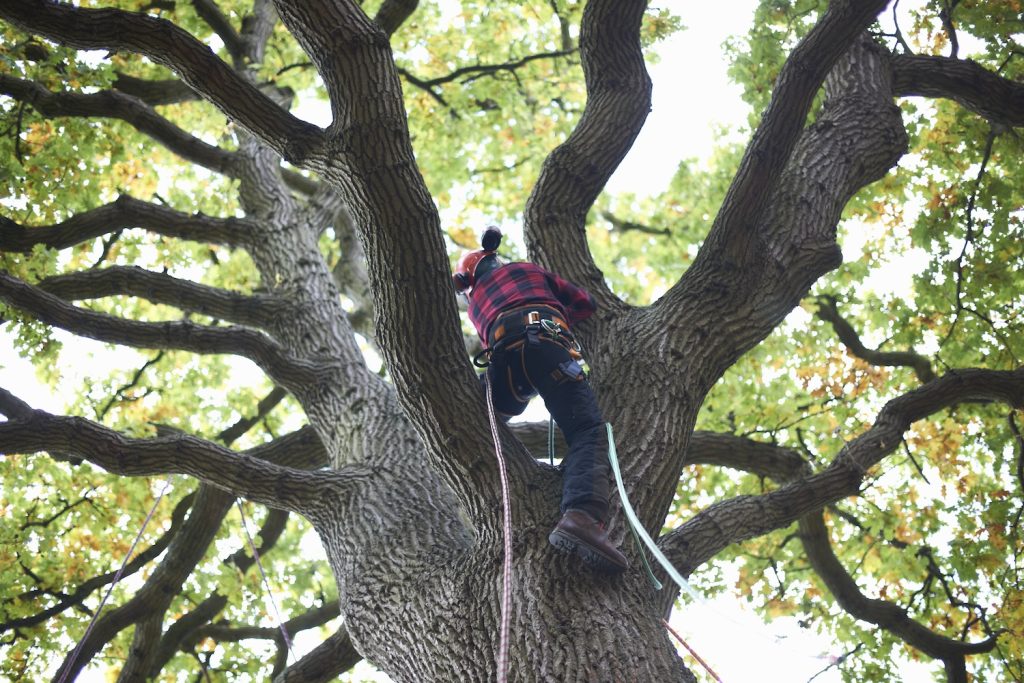 Preparing Your Trees for Storms: The Importance of Inspections and Maintenance 2