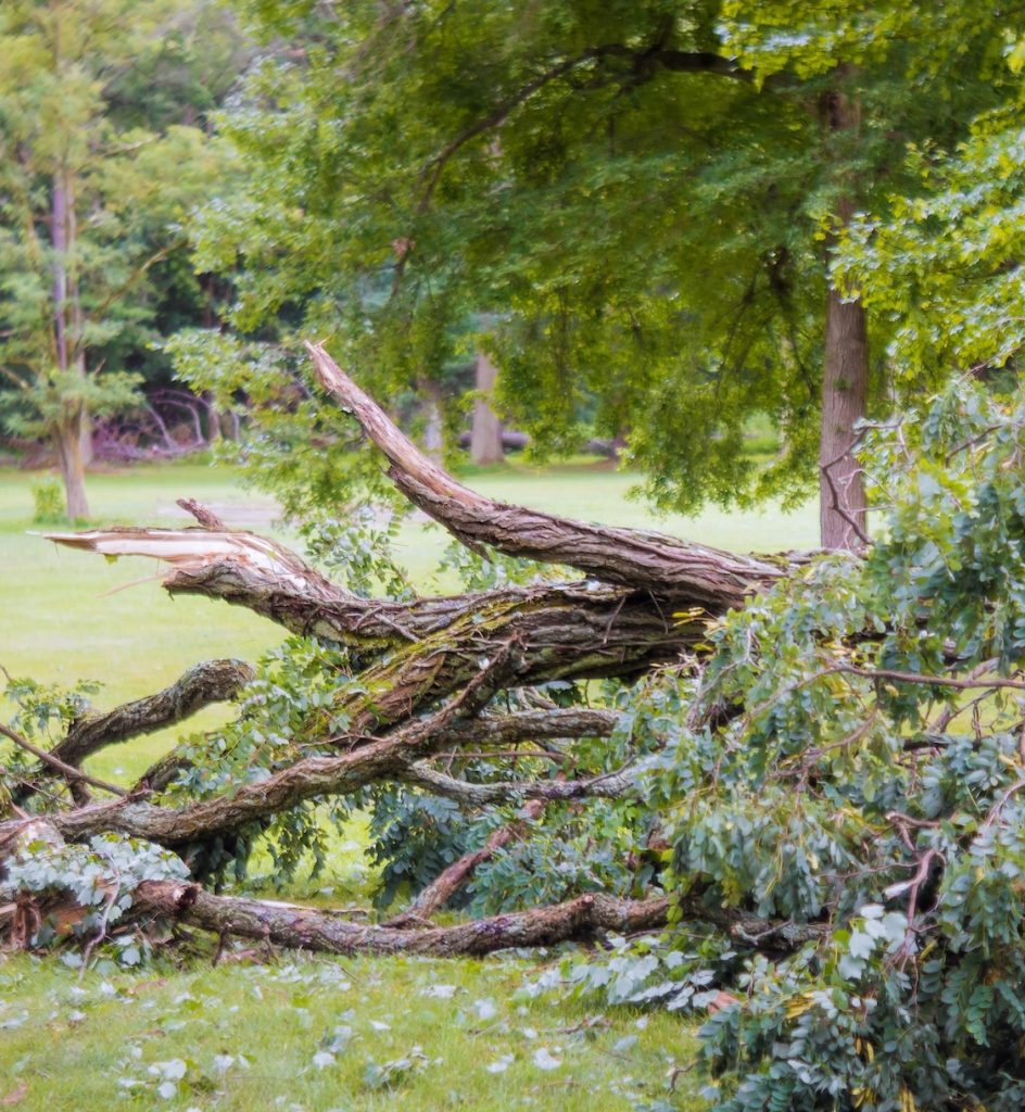 Preparing Your Trees for Storms: The Importance of Inspections and Maintenance 1