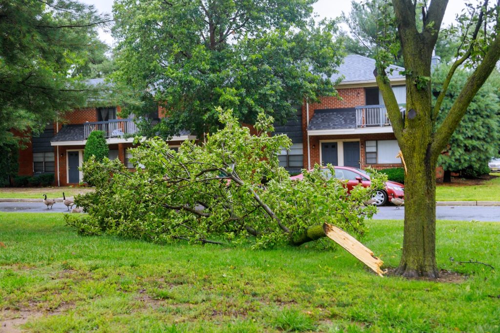 Preparing Your Trees for Storms: The Importance of Inspections and Maintenance 3